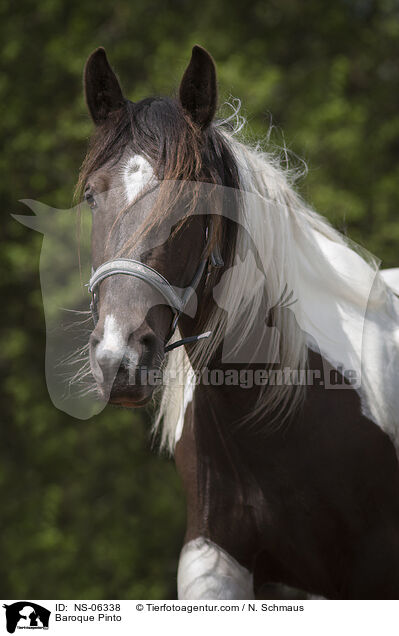 Baroque Pinto / NS-06338