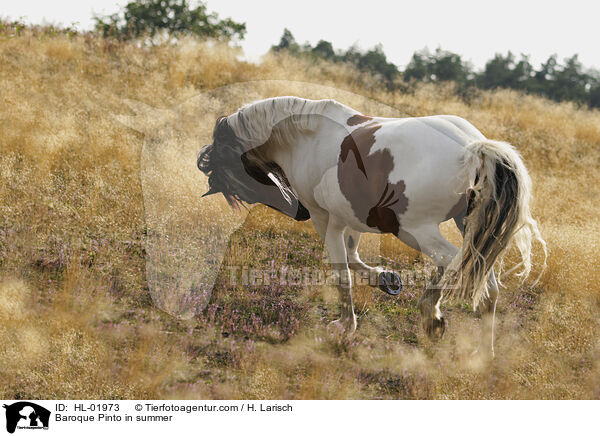 Baroque Pinto in summer / HL-01973