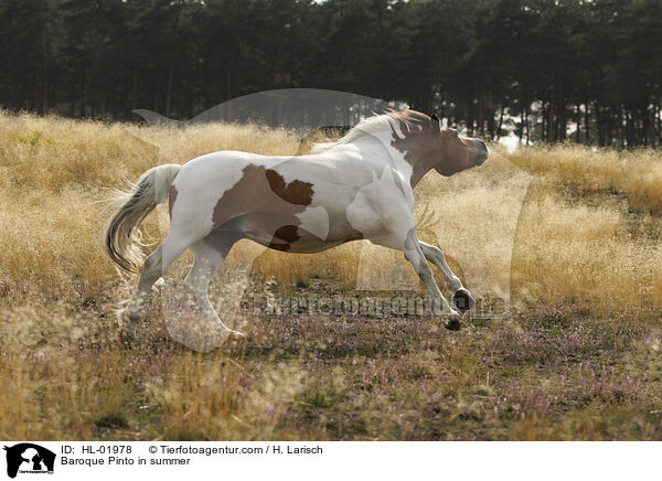 Baroque Pinto in summer / HL-01978