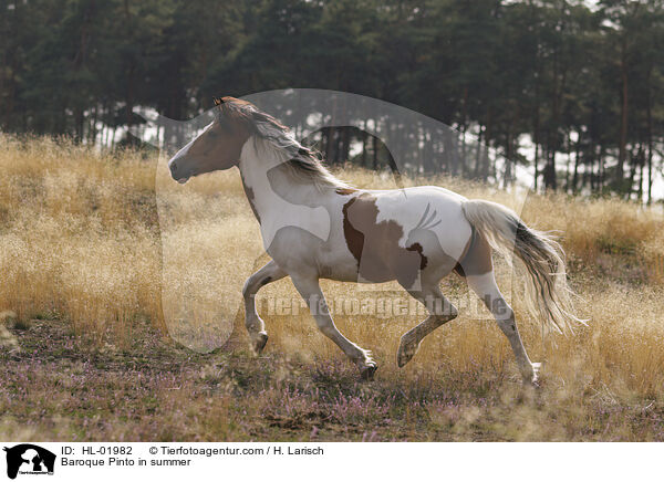 Baroque Pinto in summer / HL-01982