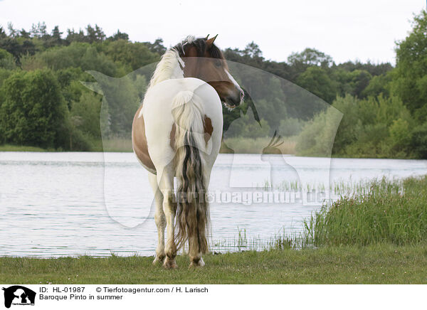 Baroque Pinto in summer / HL-01987
