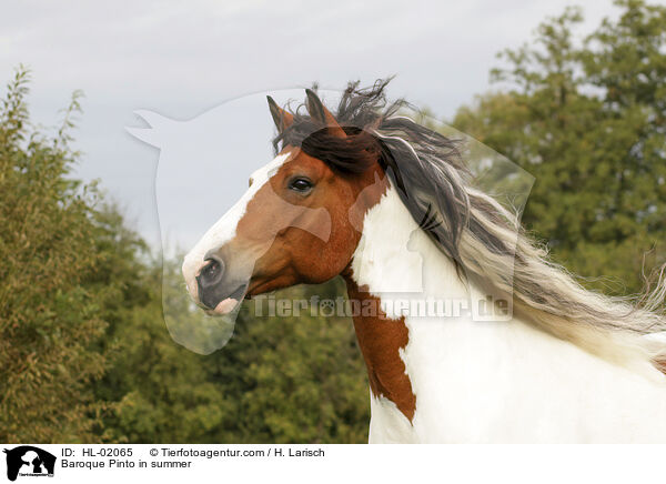 Baroque Pinto in summer / HL-02065