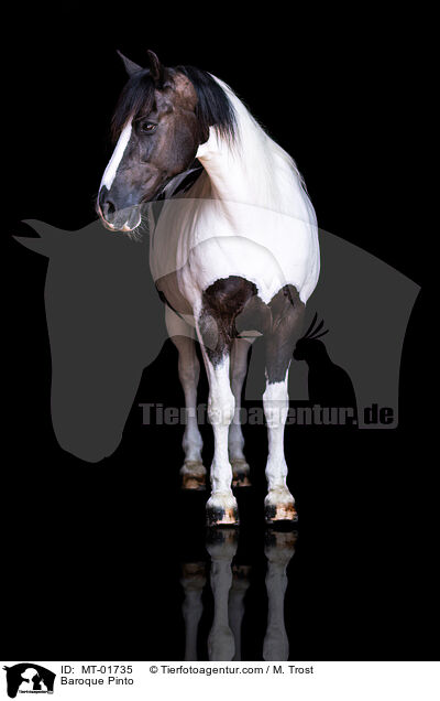 Baroque Pinto / MT-01735
