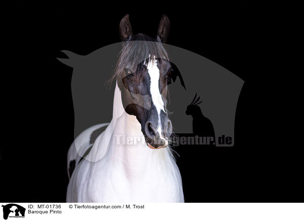 Baroque Pinto / MT-01736