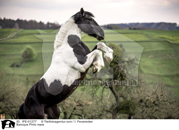 Baroque Pinto mare / IFE-01277