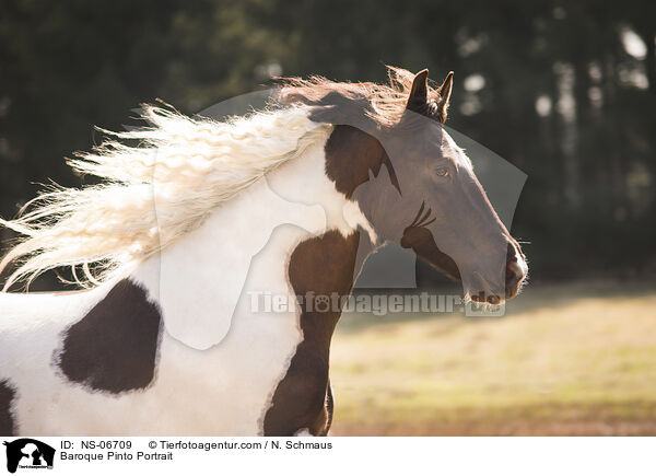 Baroque Pinto Portrait / NS-06709