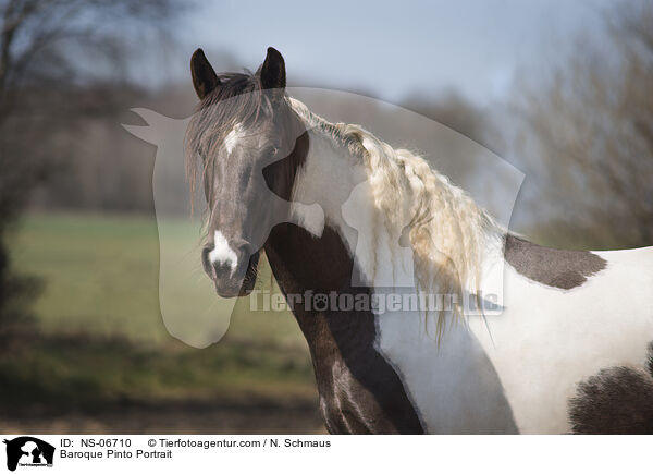 Baroque Pinto Portrait / NS-06710