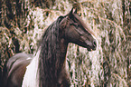 Baroque Pinto portrait