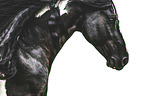 Baroque Pinto portrait