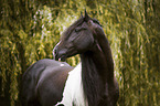 Baroque Pinto portrait