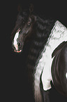 Baroque Pinto portrait
