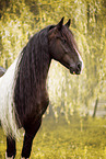 Baroque Pinto
