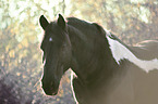Baroque Pinto portrait