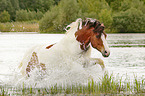 Baroque Pinto in the water