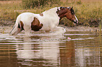 Baroque Pinto in the water