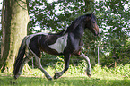 trotting Baroque Pinto