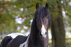 Barockpinto Portrait
