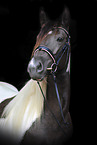 Baroque Pinto in studio
