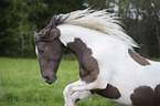 Baroque Pinto