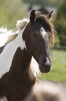 Baroque Pinto