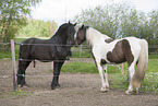 2 horses