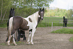 2 horses