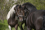 2 horses