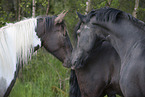 2 horses