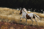 Baroque Pinto in summer