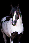 Baroque Pinto