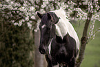 Baroque Pinto mare