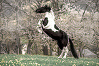 Baroque Pinto mare
