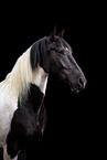Baroque Pinto mare