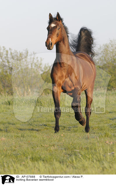 trotting Bavarian warmblood / AP-07888