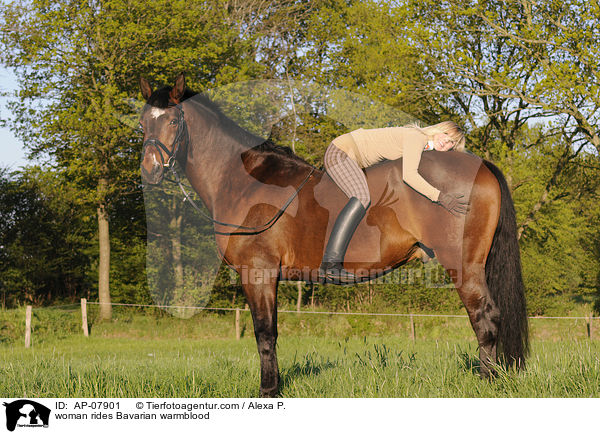 woman rides Bavarian warmblood / AP-07901