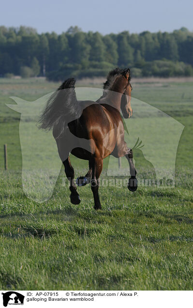 galoppierendes Bayerisches Warmblut / galloping Bavarian warmblood / AP-07915