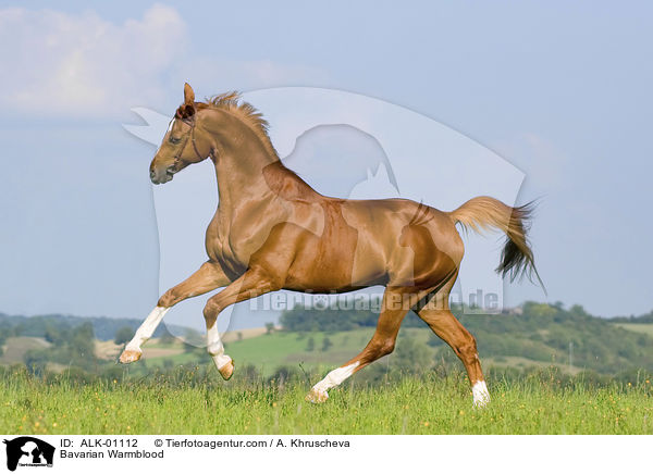 Bavarian Warmblood / ALK-01112