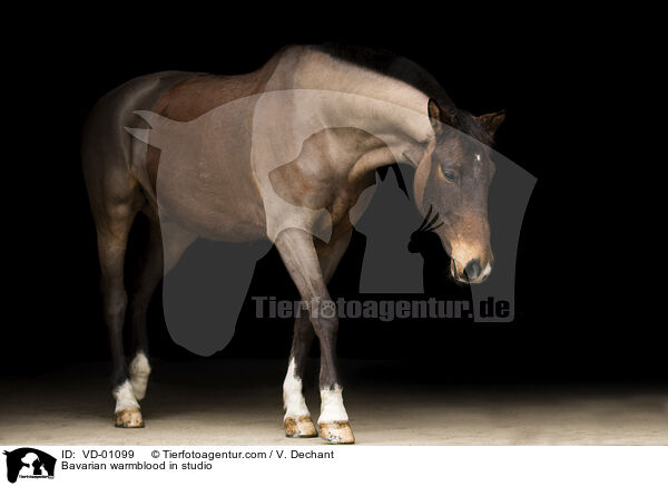 Bavarian warmblood in studio / VD-01099