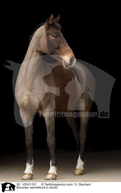 Bavarian warmblood in studio / VD-01101