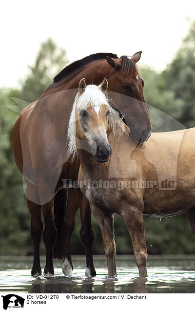 2 horses / VD-01278