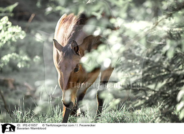 Bavarian Warmblood / IFE-01657