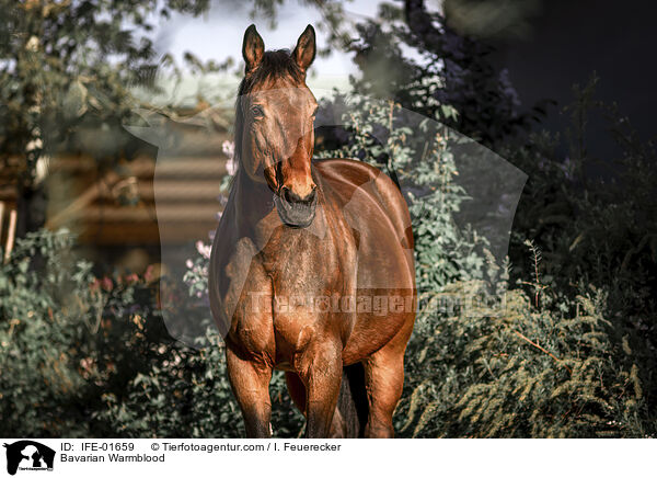 Bavarian Warmblood / IFE-01659