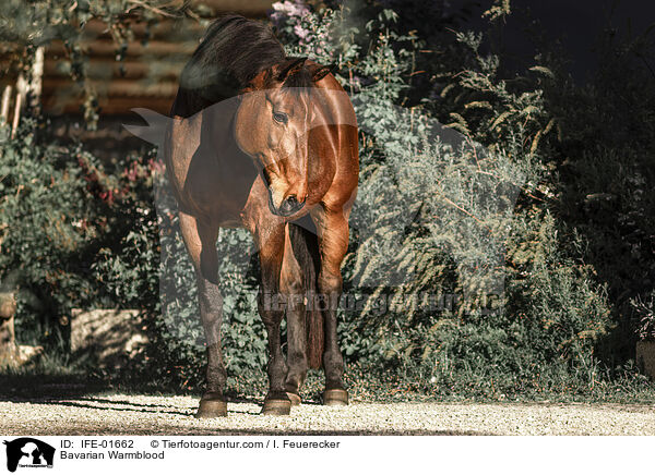 Bayerisches Warmblut Stute / Bavarian Warmblood / IFE-01662