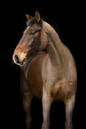 Bavarian warmblood in studio