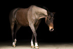 Bavarian warmblood in studio