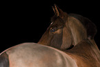Bavarian warmblood in studio