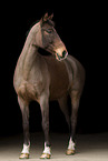 Bavarian warmblood in studio