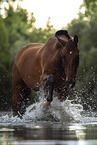 Bavarian warmblood in the water
