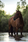 Bavarian warmblood in the water