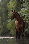 Bavarian warmblood in the water